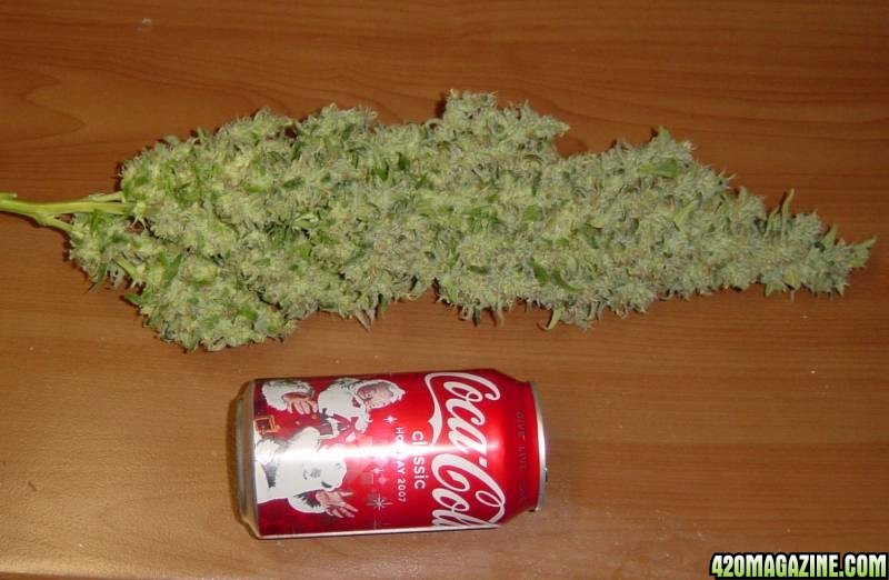 chronic main cola