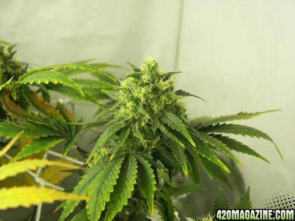 chronic plant bud