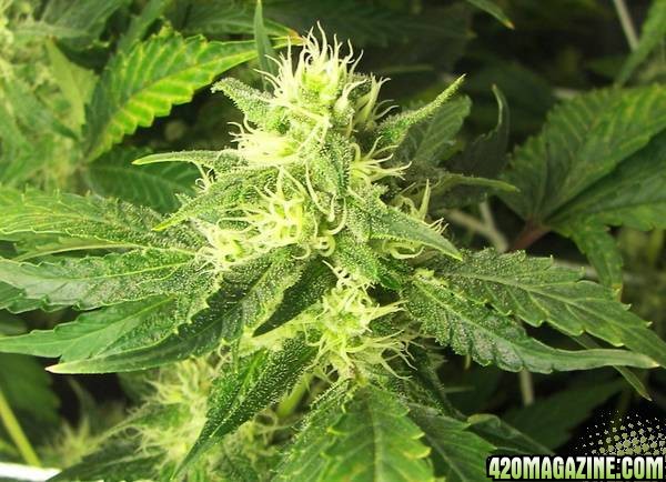 chronic plant bud