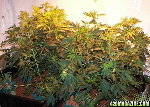 chronic plants