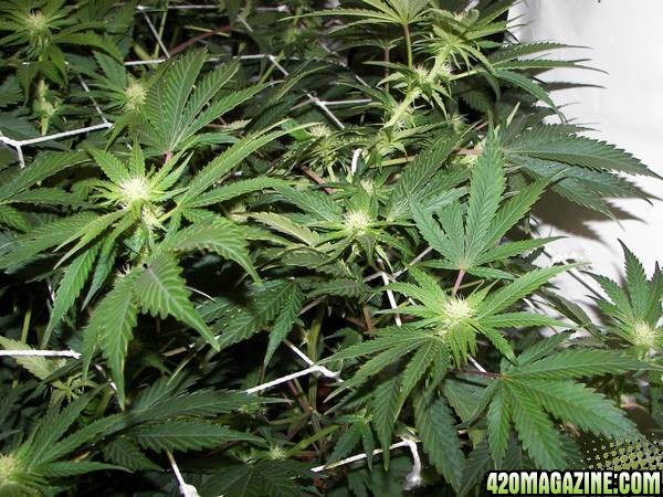 chronic plants