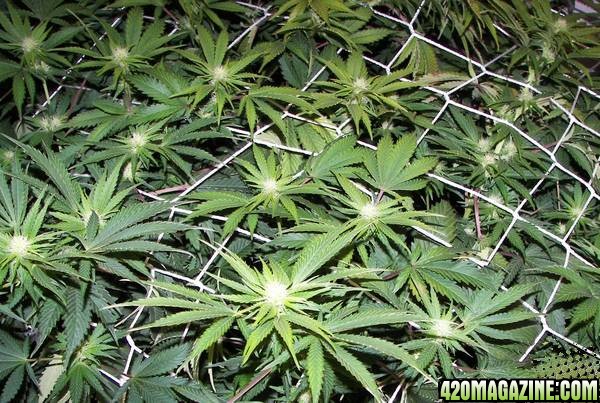 chronic plants