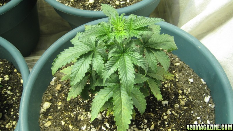 chronic seedling