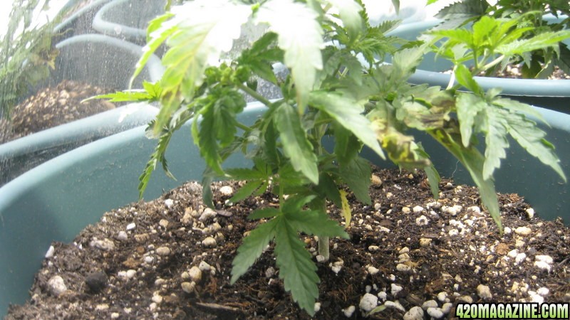 chronic seedling