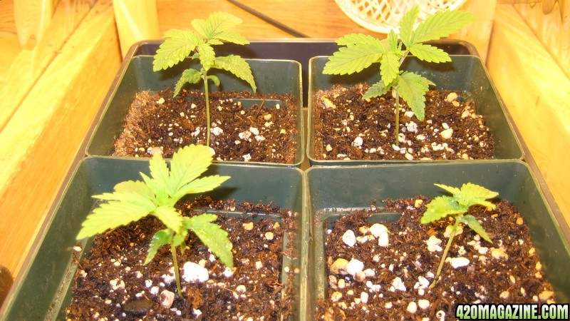 Chronic seedlings