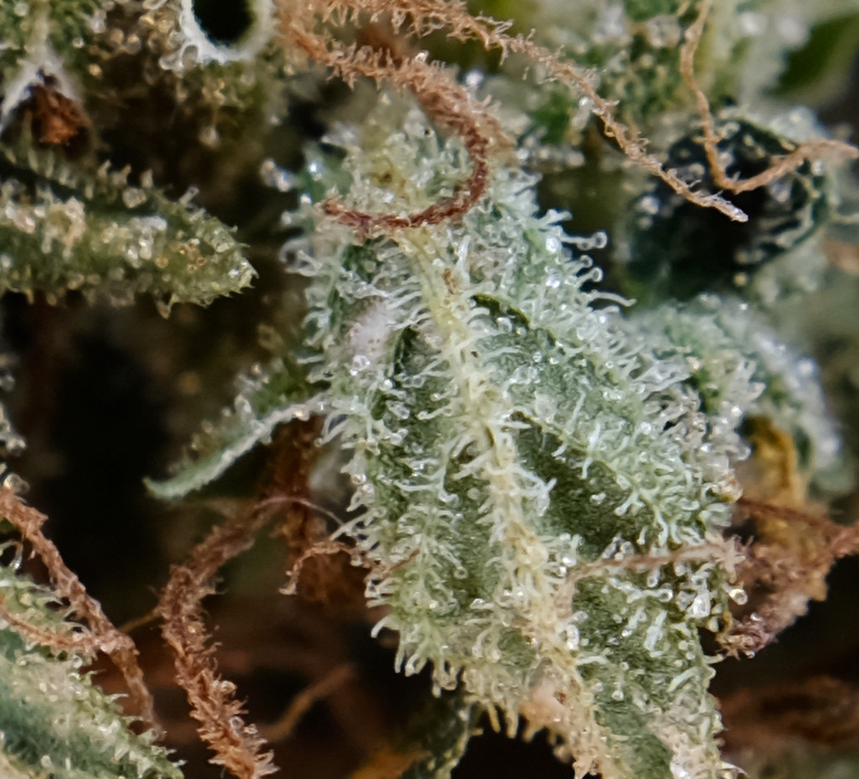 Chronic Widow bud close up