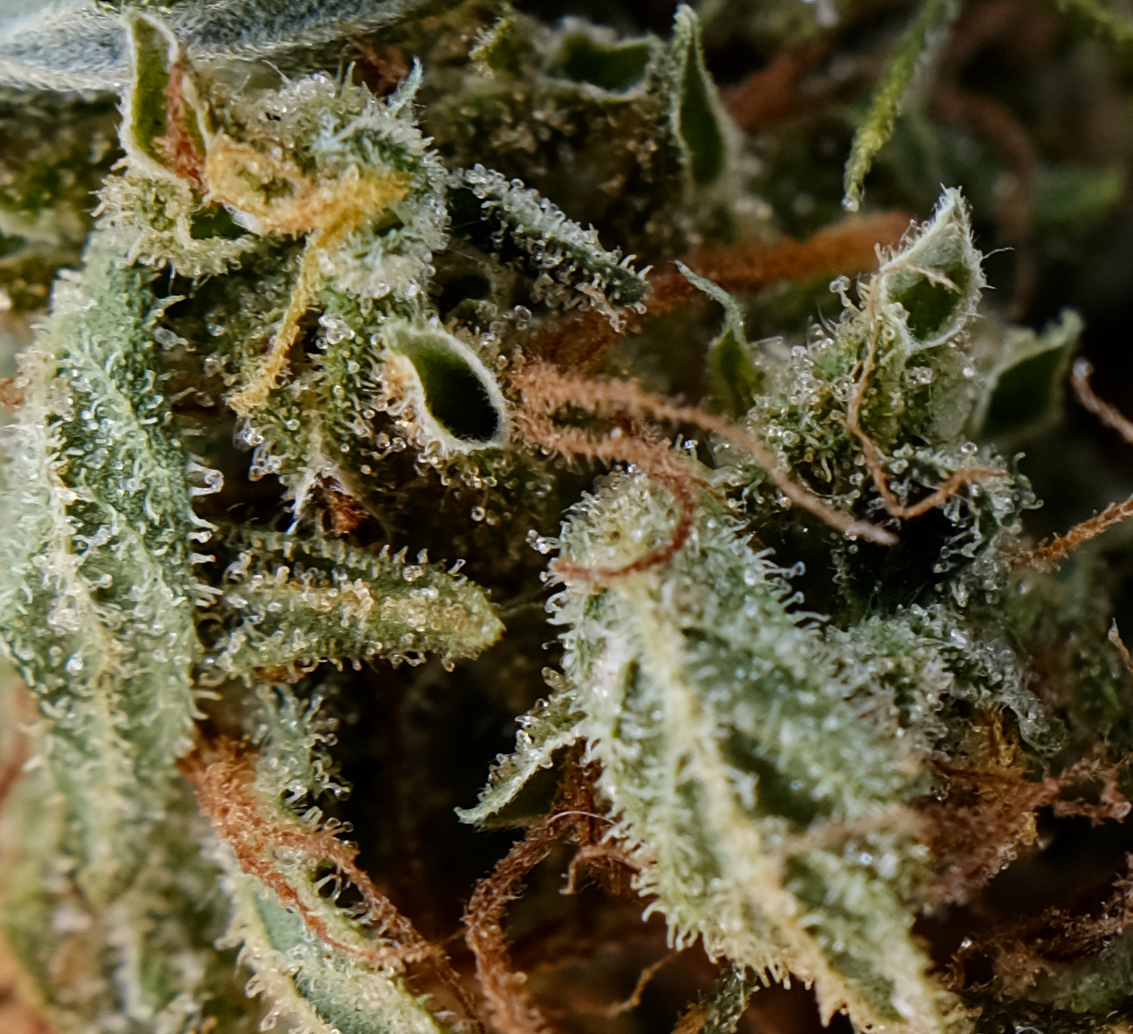 Chronic Widow bud close up