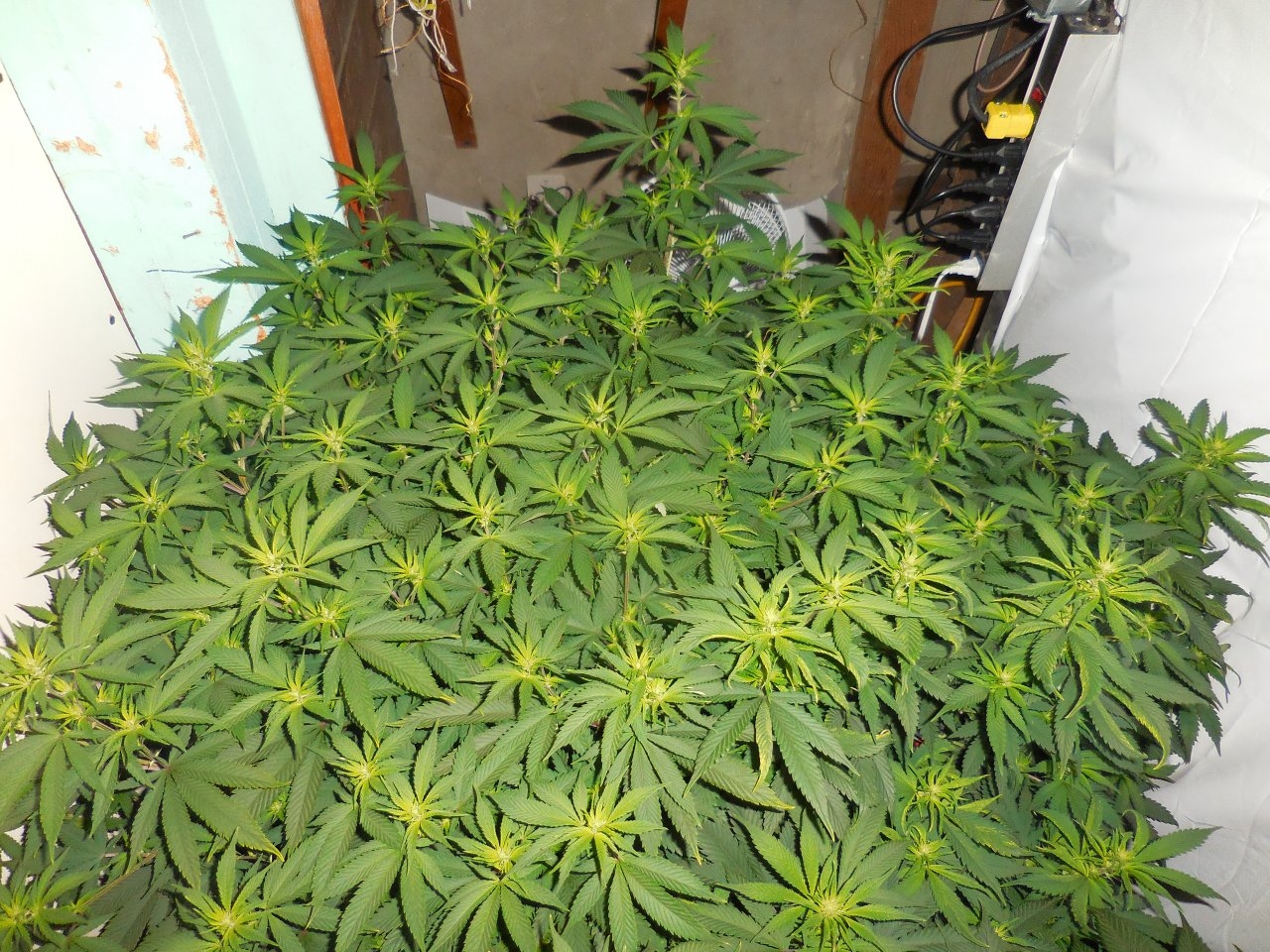 Chronics and Durban Poisons, Bloom start! 002.jpg