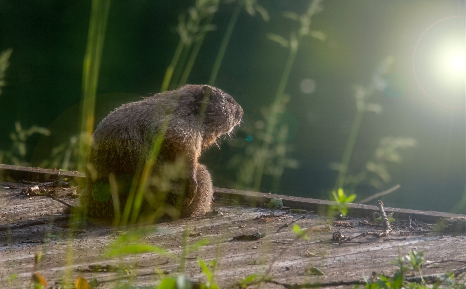 Chuckie watching sunrise.jpg