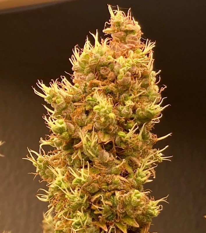 Chunkadelic bud late flower for epilogue.jpg