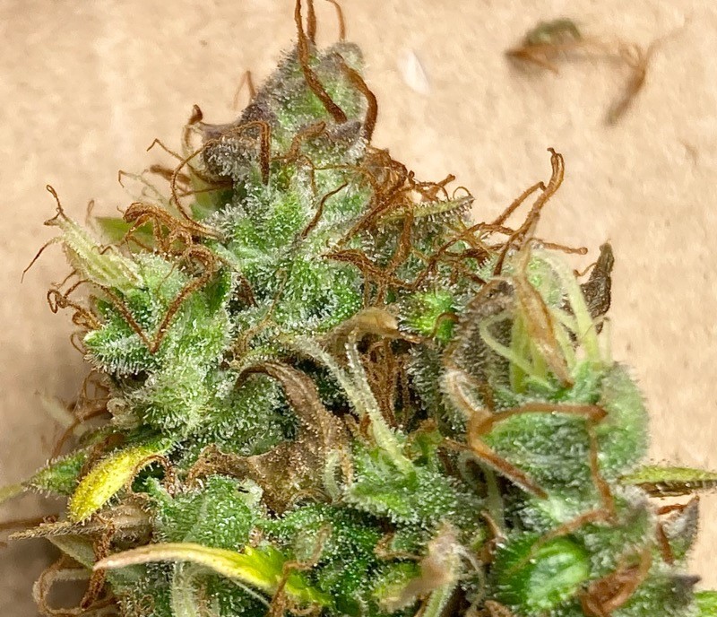 Chunky Lower Bud Closeup Harvest.jpg