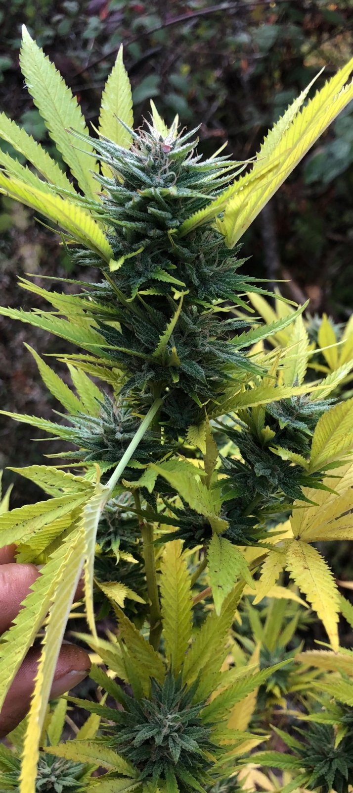 Chunky Skunk bud outdoors finishing week top bud color.jpg