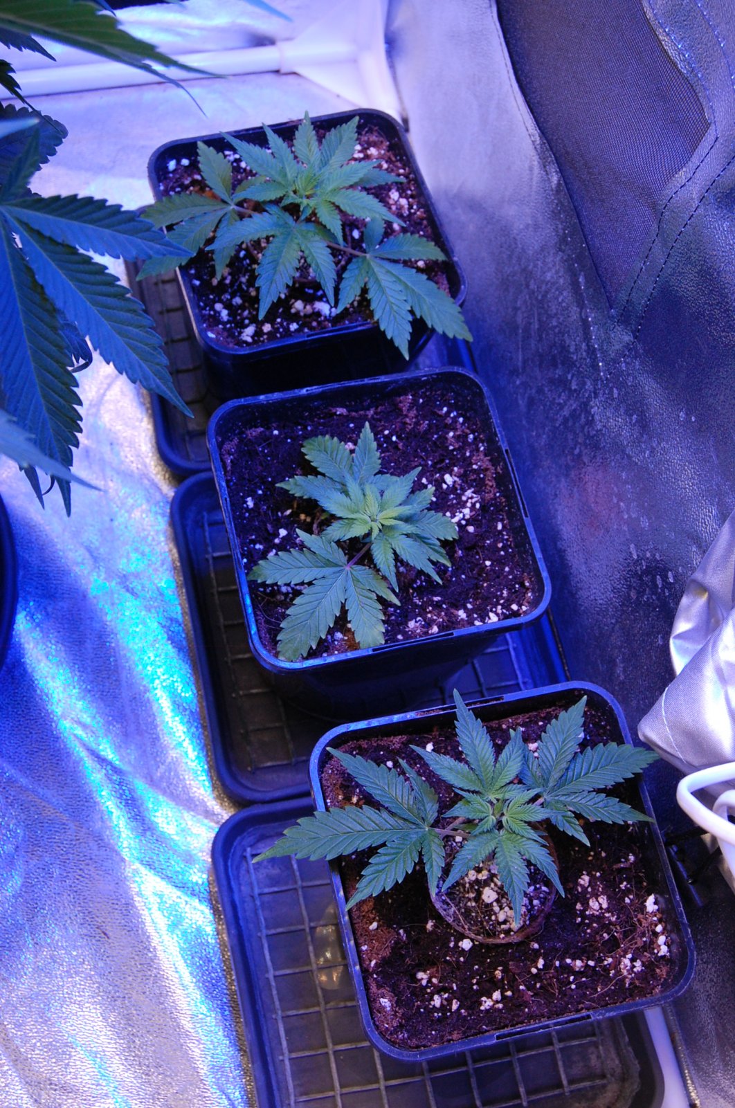 chunky-skunk-clones-10-days-coco.JPG