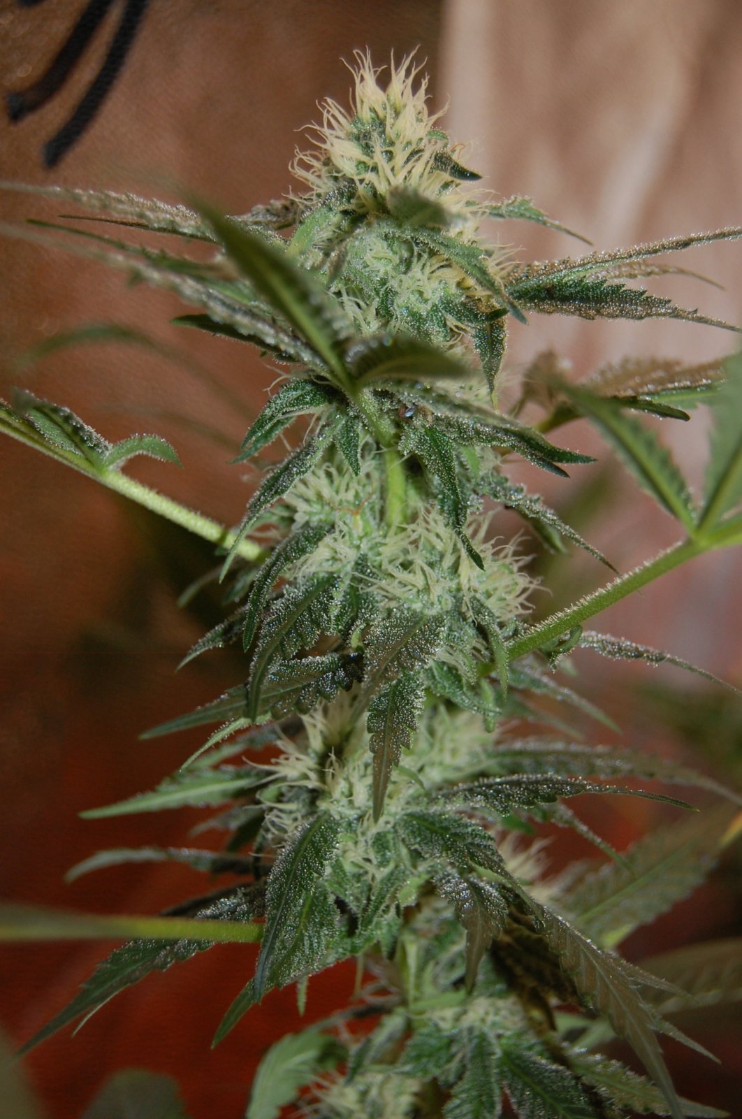 chunky-skunk-grow-diary-420.JPG