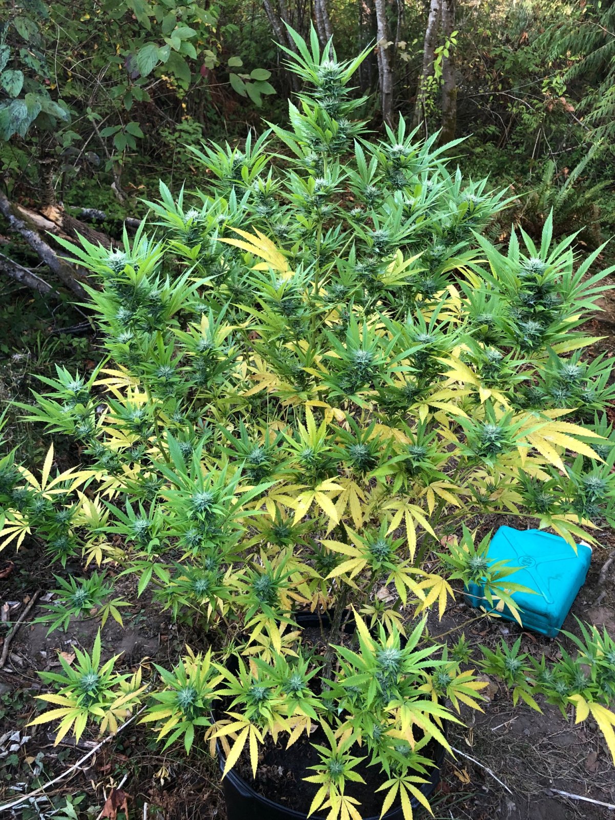 Chunky Skunk Outdoors Pheno Mid flowering High Stress Training.jpg