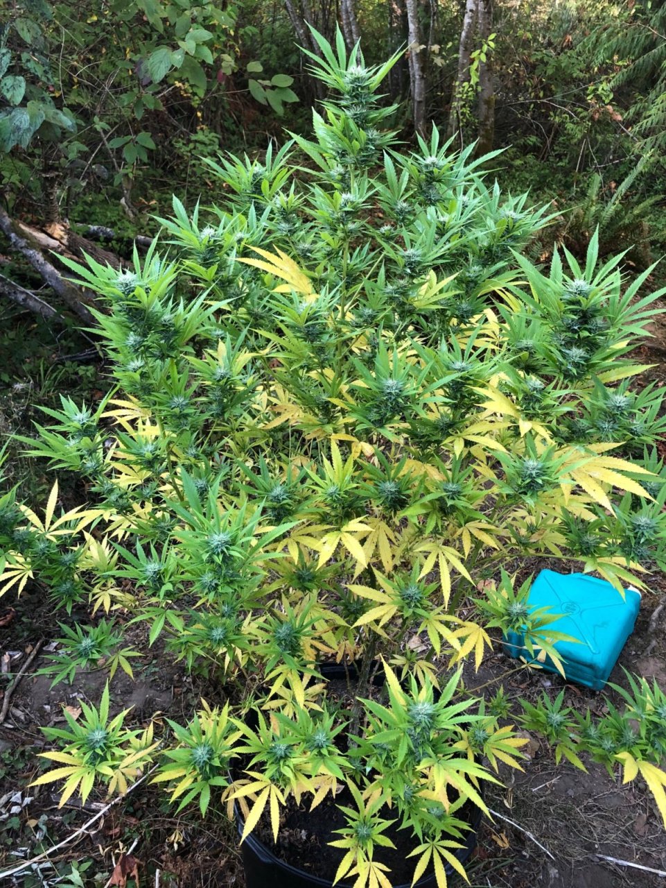 Chunky Skunk Outdoors Pheno Mid flowering High Stress Training