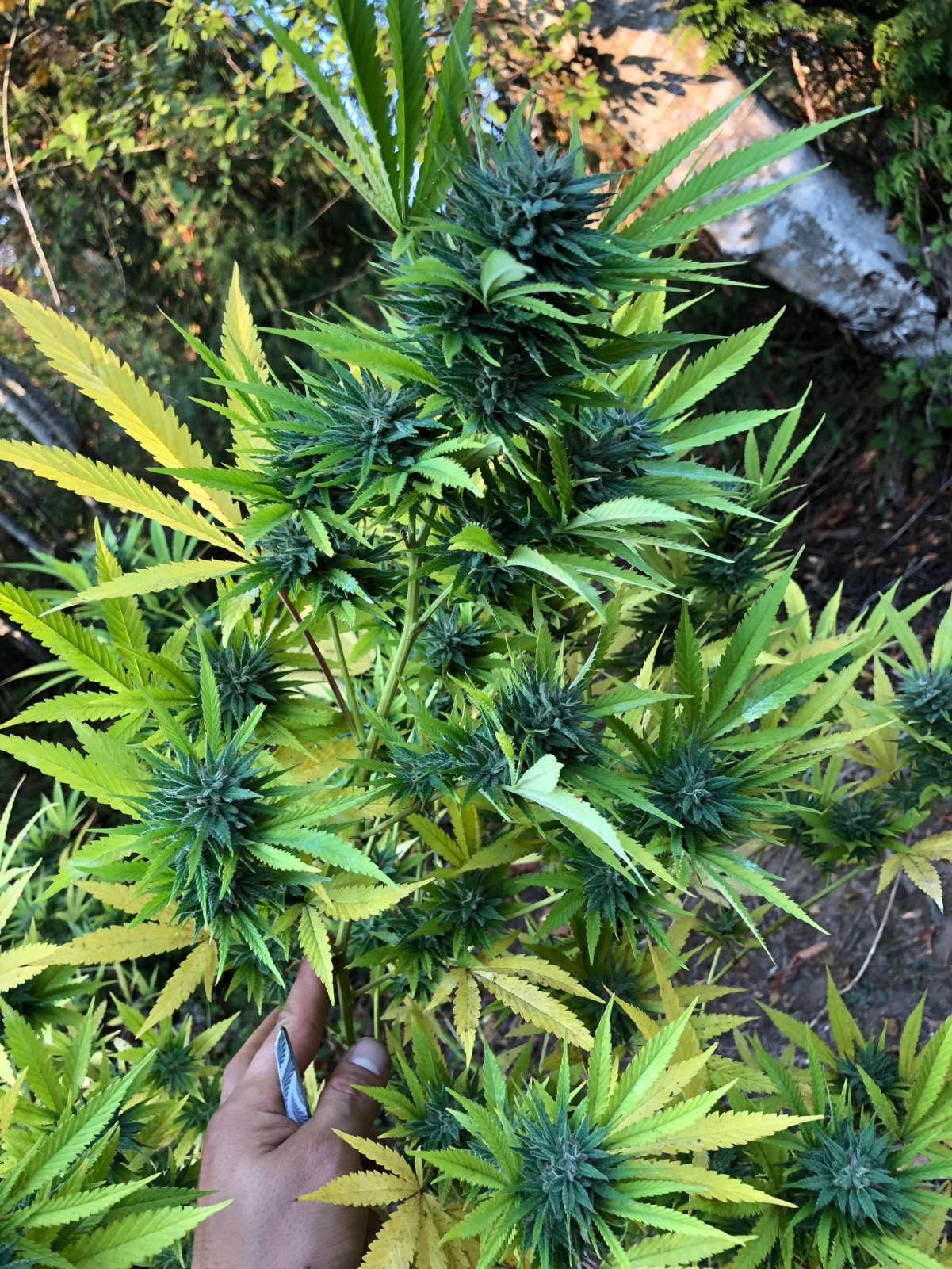 Chunky Skunk Top buds training finishing week.jpg