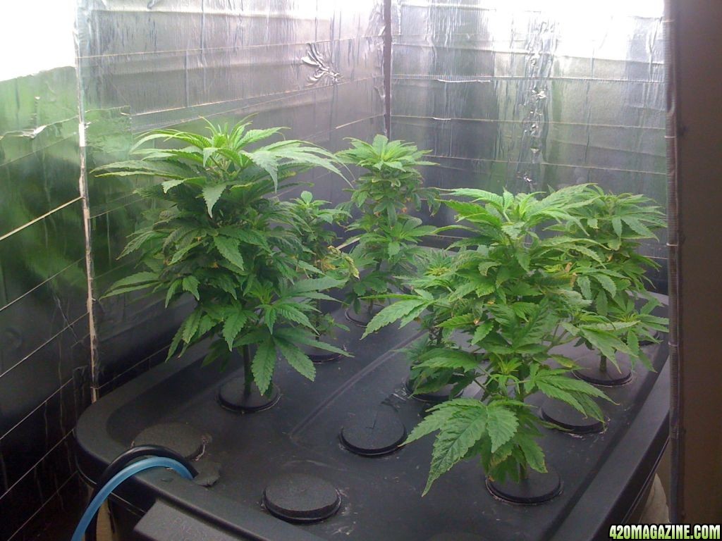 Church clones 3 weeks later