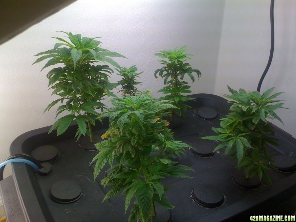 Church clones off sick mother plants- 3 weeks