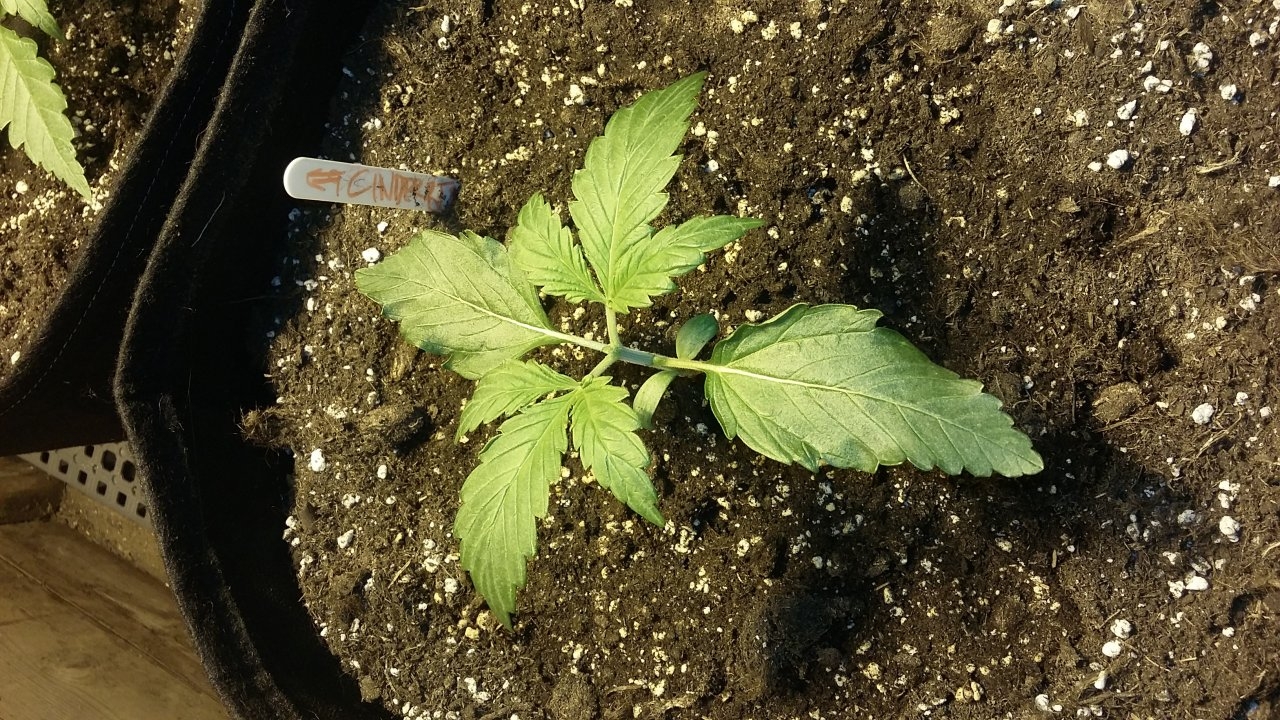 Cinderberry topped