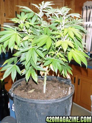 Cinderella 99 grow, with one AK47 along for the ride.