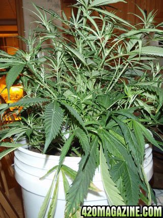 Cinderella 99 grow, with one AK47 along for the ride.