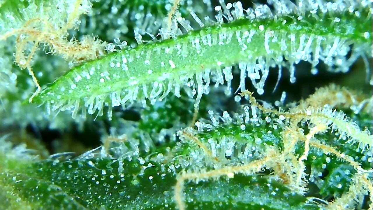 Cinderella Jack trichome watch 2 and sharp spiky trichomes.jpg