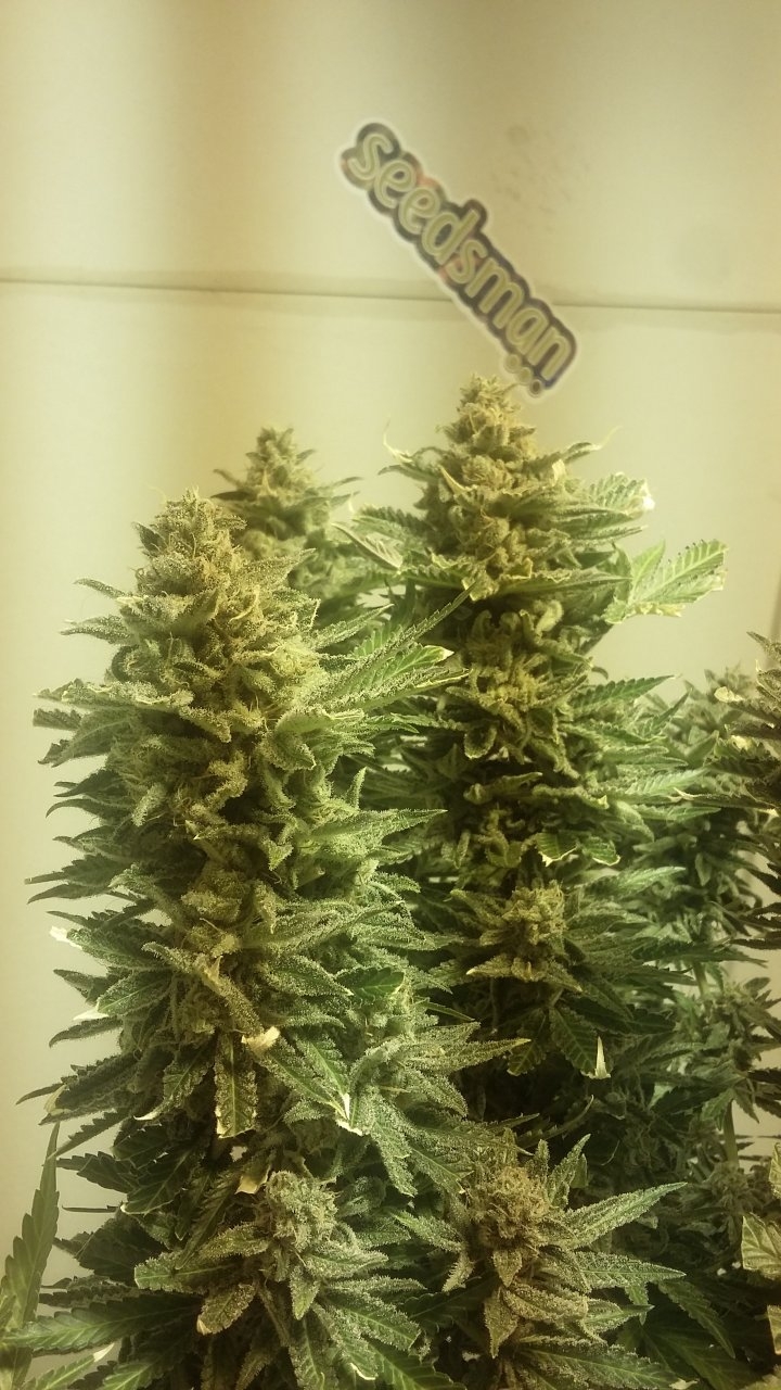 Cindy buds seedsman.jpg