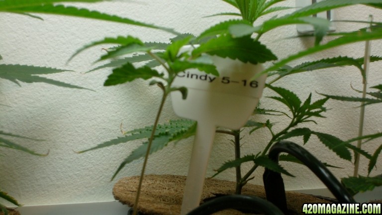 Cindy99_almost_3_weeks_since_we_found_her_seed