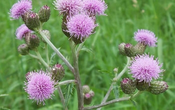 Cirsium-arvense-Creeping-Thistle-Canada-Thistle3-351x221.jpg