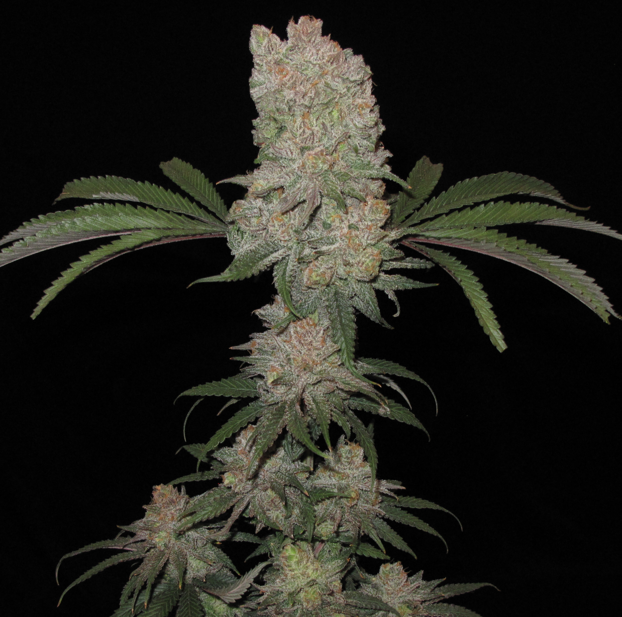 CitradelicSunset_bud2_1250 - Copy.png