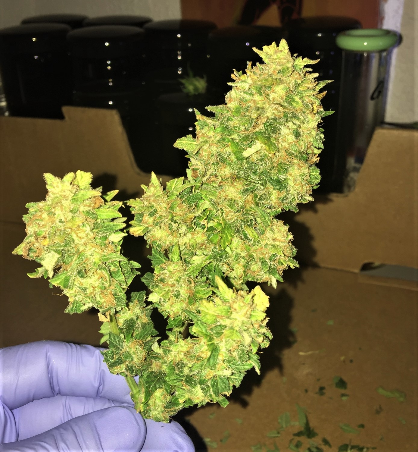 CJ3 harvested bud 2 wet trimmed for drying.jpg