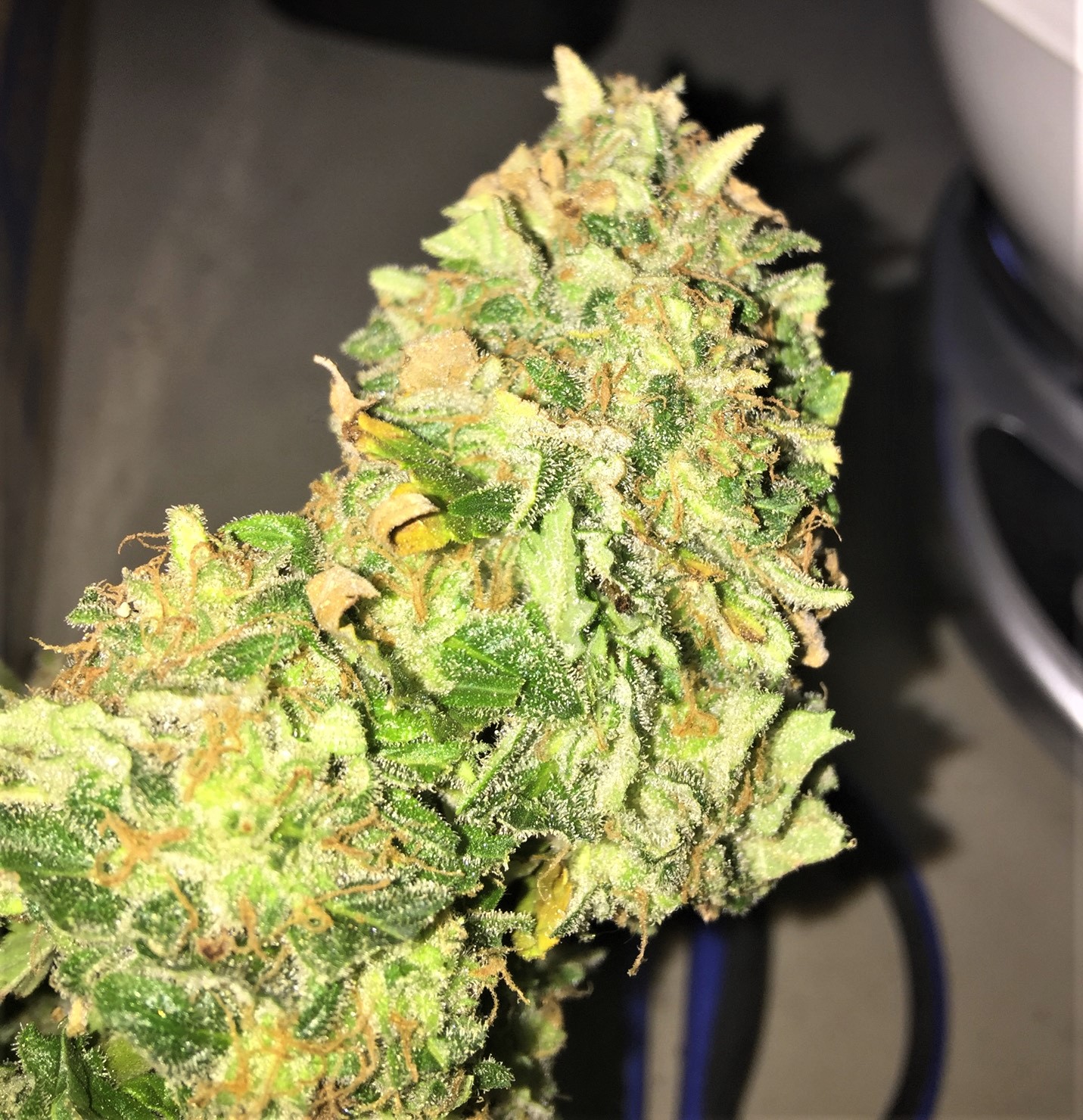 CJ3 harvested bud wet trimmed for drying.jpg