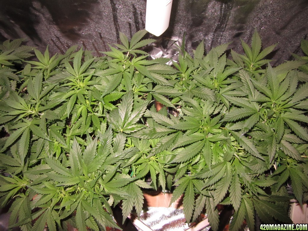 CKS Crown Royal Grow Day 69 top view