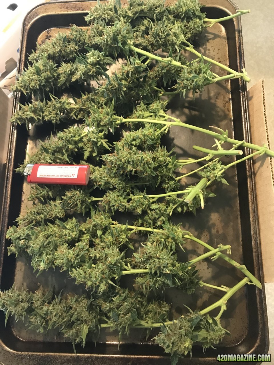 CKS Northern Lights Auto harvest.jpeg