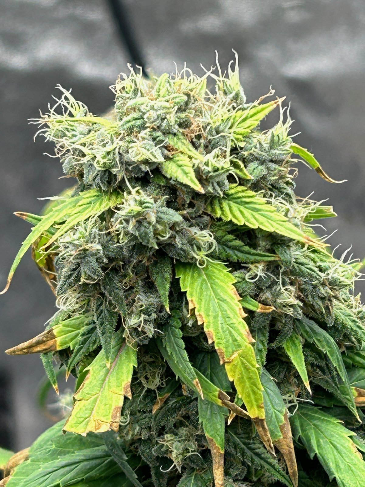 CL3 cl 9-4-24 F55 exotic bud.JPG