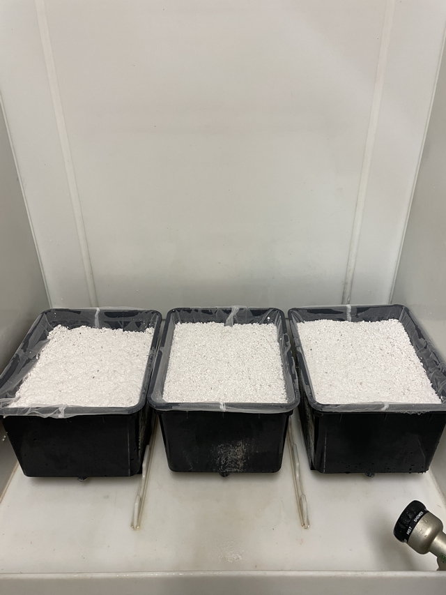 Cleaning Perlite.jpg