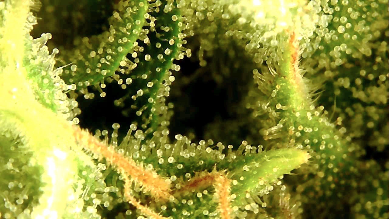 clear trichs.jpg