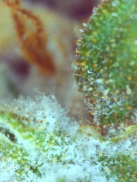 Clementine (Cathy)-Day 67F-Trichomes-p.jpg