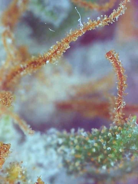 Clementine (Cathy)-Day 67F-Trichomes-q.jpg