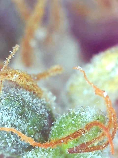 Clementine (Cathy)-Day 67F-Trichomes-r.jpg