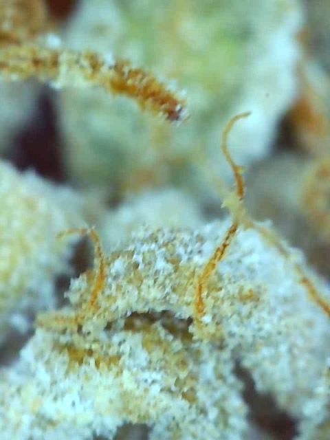 Clementine (Cathy)-Day 67F-Trichomes-s.jpg