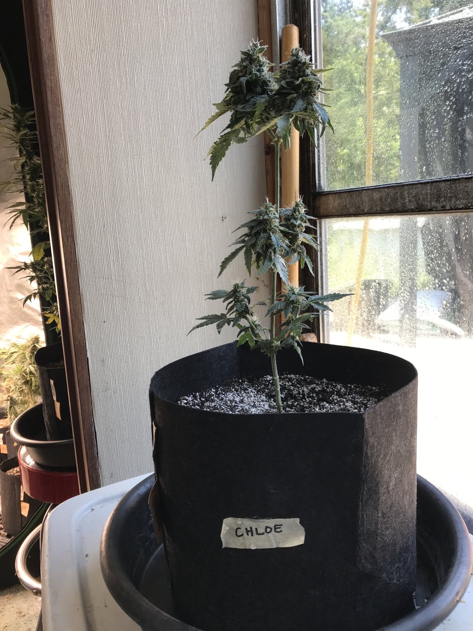 Clementine (Chloe)-Day 26F-a.JPG