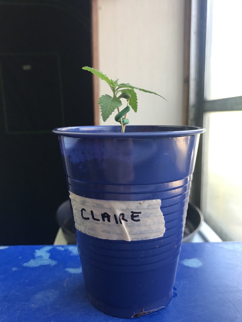 Clementine (Claire)-Day 9-a.jpeg