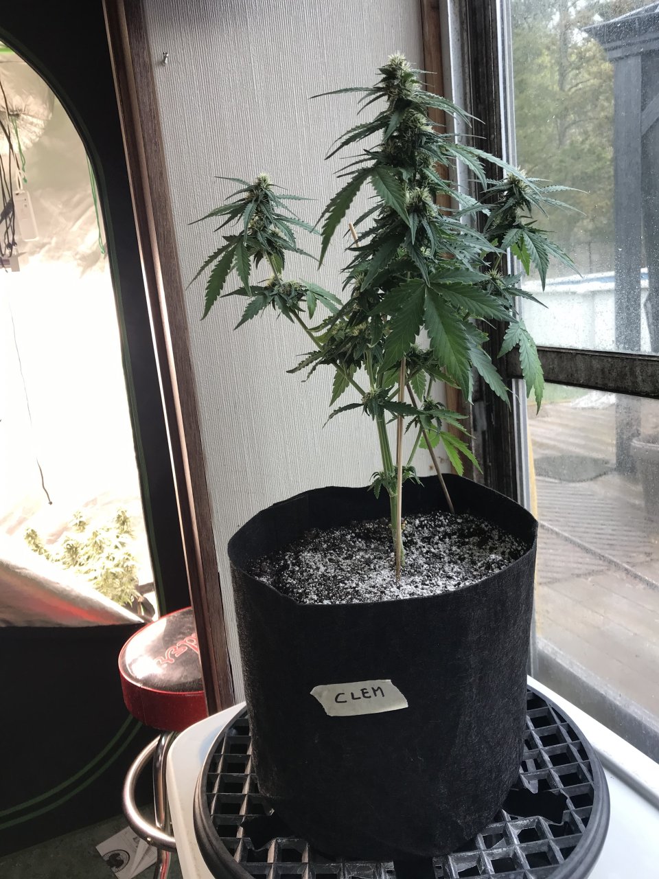 Clementine (Clem)-Day 15F-a.jpeg