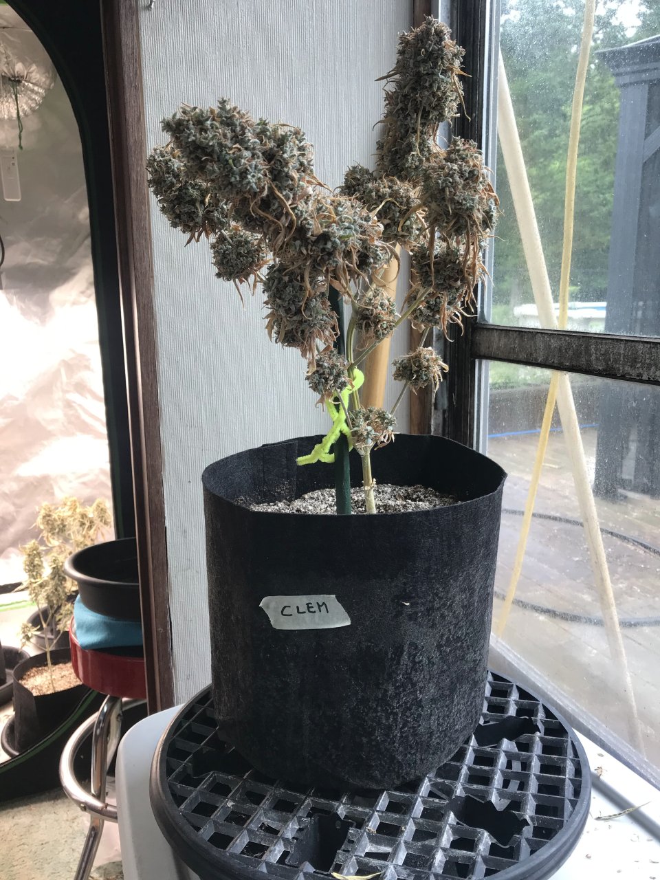 Clementine (Clem)-Day 82F-i.jpg