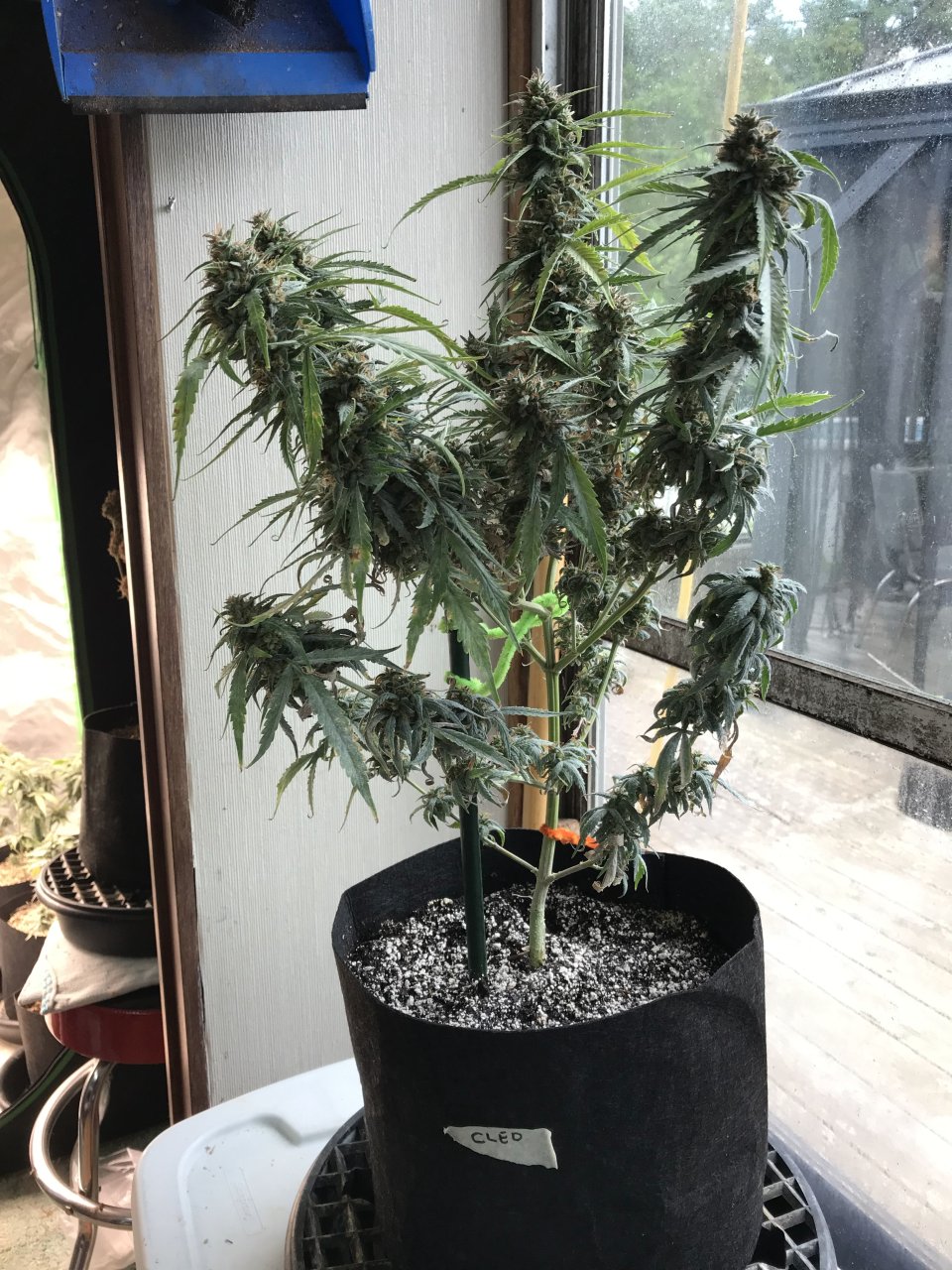 Clementine (Cleo)-Day 68F-a.jpg