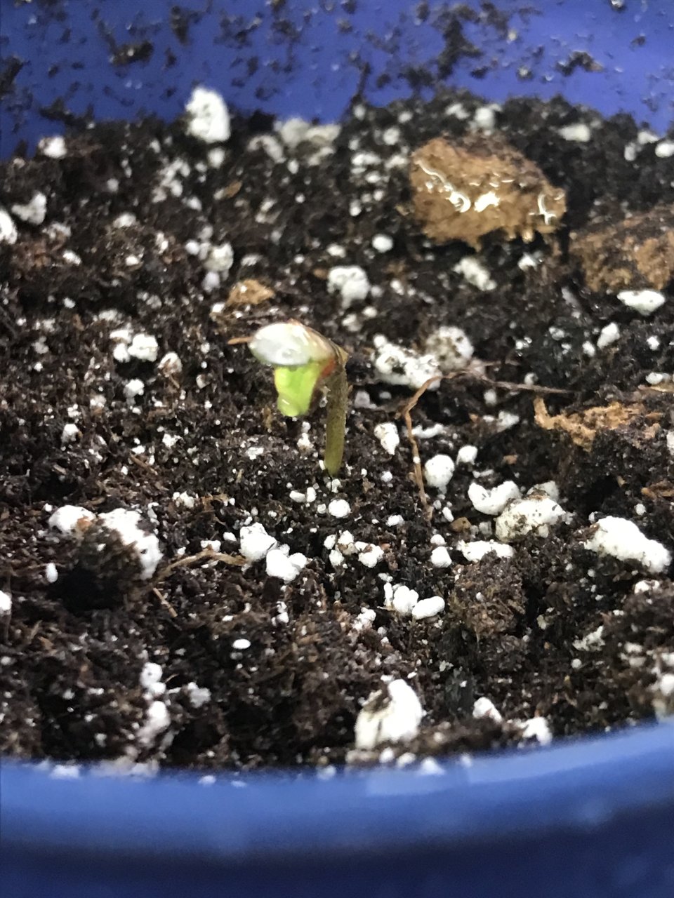 Clementine-Day 1-c.jpeg