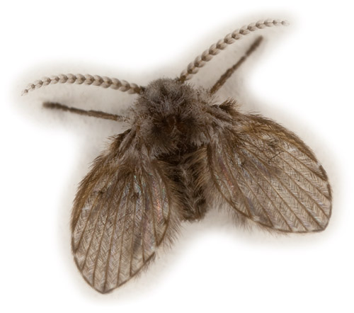 Clogmia_Albipunctata_cropped.jpg