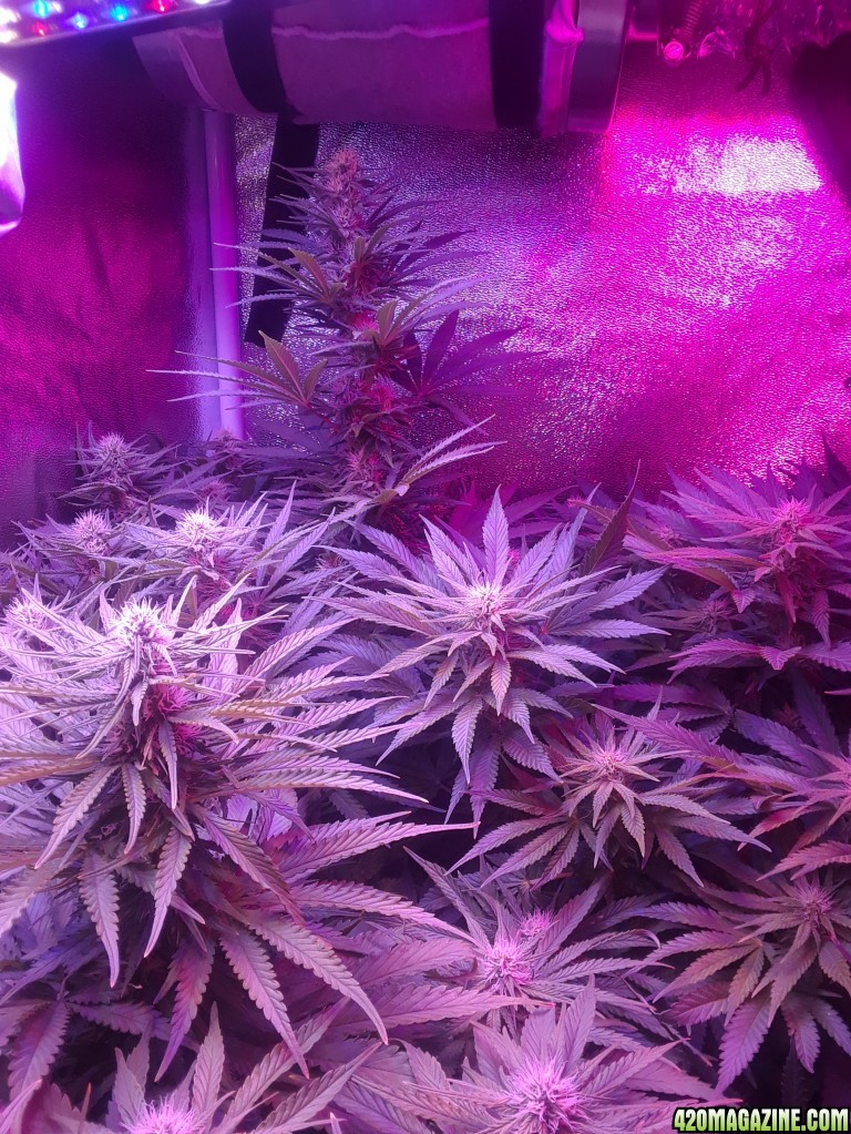 clone and plants